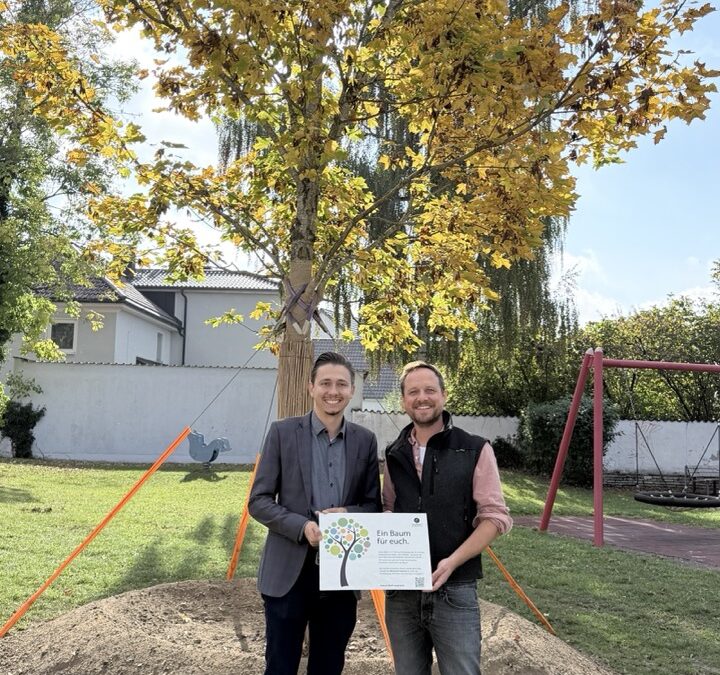 Ein Ahornbaum für den Spielplatz in Petershausen